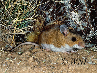 Peromyscus maniculatus, Deer Mouse